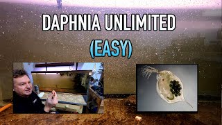 How I Raise Daphnia Water Fleas And You Can Too [upl. by Betteann]