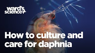 Caring and Culturing for Daphnia [upl. by Fanny]