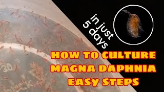 How to Culture Magna Daphnia Easily [upl. by Kurtz]