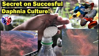 How to Culture Daphnia Successfully [upl. by Bianchi]