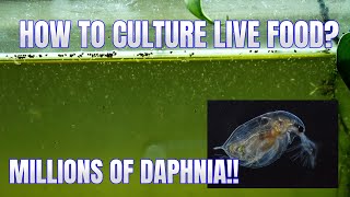 How to Culture Daphnia Secret Method to Breed MILLIONS  Simply Aquatic [upl. by Adnilre]