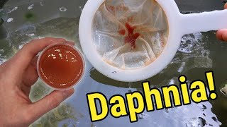 How I Culture Daphnia In Outdoor Tubs [upl. by Alrich]