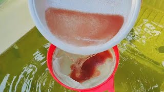 How to culture daphnia  Daphnia culture  How to grow daphnia outdoor [upl. by Laenej]