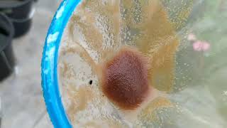 How to culture daphnia moina in a small container Part 1 English Subtitle [upl. by Clair773]