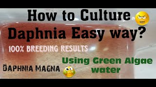 Daphnia MagnaHow to Culture Daphnia Easy wayCulturing Daphnia using Green water Daphnia [upl. by Copland]