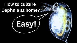 BEST Live Fish Food Beginner guide How to Culture Daphnia at home [upl. by Esdras]