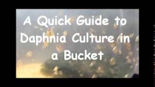 How to culture daphnia outside [upl. by Gudren847]