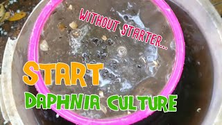 How to culture daphnia moina the easy way 1  Starting the Daphnia culture [upl. by Hanavas]