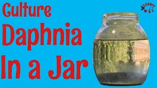 How to Culture Daphnia in a Jar [upl. by Atnes256]