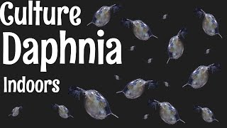 How to Culture Daphnia [upl. by Enneles68]