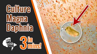 How to culture DAPHNIA MAGNA  The easy way [upl. by Aivekahs564]