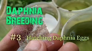 Daphnia Culture made simple and easy 3  Hatching Daphnia eggs [upl. by Jeramie]