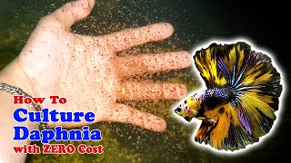 How to Culture Daphnia with ZERO Cost  Unlimited Live Food For Our Fish [upl. by Haramat]