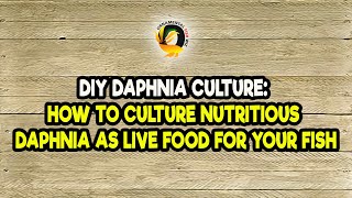 DIY Daphnia Culture How to Culture Nutritious Daphnia as Live Food for Your Fish [upl. by Eicats]