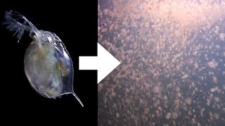 How I Culture Daphnia [upl. by Ahsirpac]