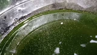 DAPHNIA MOINA CULTURE IN A SMALL BUCKET [upl. by Trilbee]