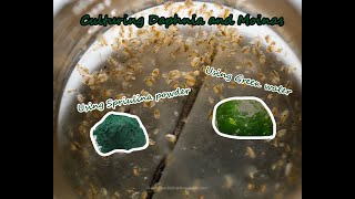 How To Culture Daphnia and Moinas using Green Water Spirulina powder [upl. by Longo]