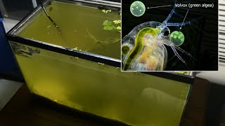 Raising Daphnia for the Freshwater Aquarium [upl. by Rebhun]