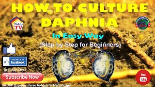 HOW TO CULTURE DAPHNIA In Easy Way [upl. by Trumann]